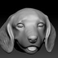 beagle-1.jpg Beagle dog head