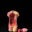 01.jpg 3D file 3D-Printed Anatomical Model・3D printer design to download