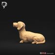 Dachshund-Miniature-Wire-Haired-Pose-08-Dog-3D-Print-7s.jpeg Dackel Miniatur Drahthaar Pose 08