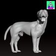 LAbradorboxermongrelcults1.jpg Labrador Boxer Mongrel Dog