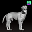 LAbradorboxermongrelcults1.jpg ラブラドール ボクサー 雑種犬