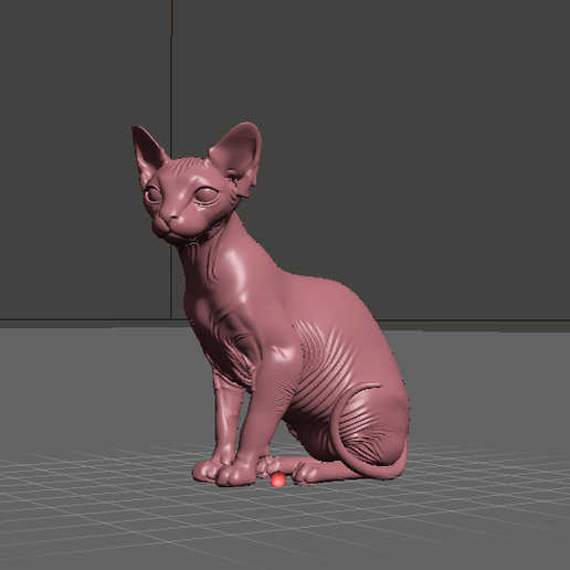 sphynx cat