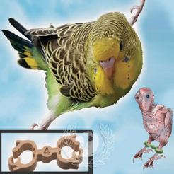 imagen_2020-12-28_111949.png bird bracelet SPLAYED LEG IN BIRD TREATMENT BRACELET PARAKEETS Double twisted leg bracelet