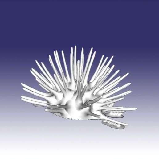 kestane kalın0002.jpg Seeigel