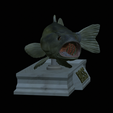 Bass-mouth-2-statue-4-4.png fish Largemouth Bass / Micropterus salmoides in motion open mouth statue detailed texture for 3d printing