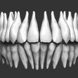 human-teeth-3d-model-obj-stl.jpg Human teeth