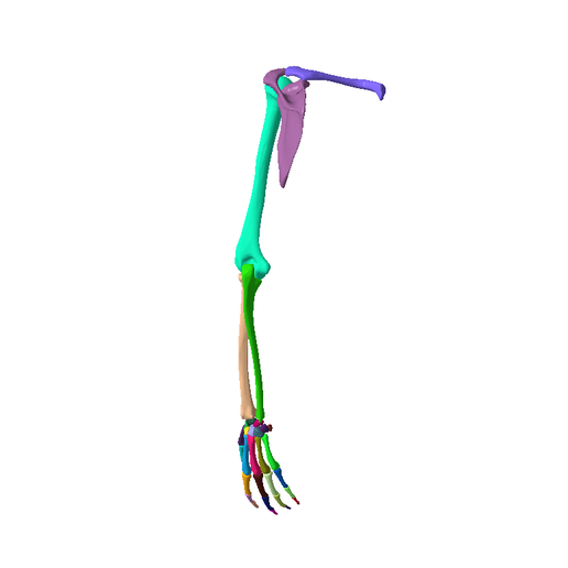 5.png SKELETON OF  LEFT UPPER  LIMB 32 PARTS