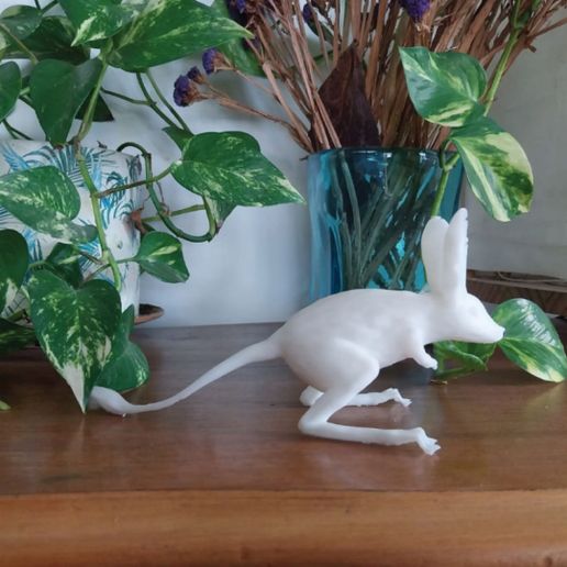 MD-05.jpg Souris des dunes