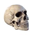 1232.jpg Human skull