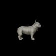 28.jpg French Bulldog model 3D print model