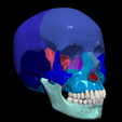 9.png 3D Model of Skull Bones