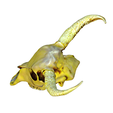 model-2.png Gold Horned animal skull no.2