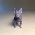 frenchie-standard-front-view.jpg The Frenchie in Standard Pose | Foundation Series