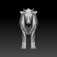 cow3.jpg Cow - cow realistic 3d model for 3d print