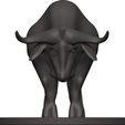 Buffalo-32.jpg Buffalo