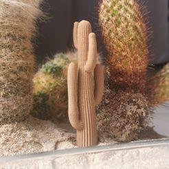 IMG_20210301_130217.jpg Mexican Cactus
