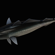 coalfish-statue-box-1-23.png fish coalfish / Pollachius virens with storage space / for 3d printing