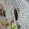 IMG_20220625_133929.jpg wall mount for parrot cage