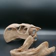 IMG_20210113_223840.jpg Dinosaur  - Psittacosaurus skull 3d