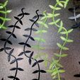 vines-2.jpg Виноградники