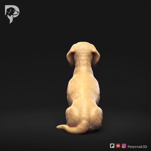 Dachshund-Wire-Haired-Pose-04-Dog-3D-Print-5s.jpeg Teckel à poil dur Pose 04