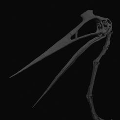 Schermafbeelding-2023-03-05-221955.jpg 3D file Quetzalcoatalus skeleton・3D printer model to download