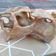 IMG_20200619_231532.jpg Dinosaur  - Psittacosaurus skull 3d