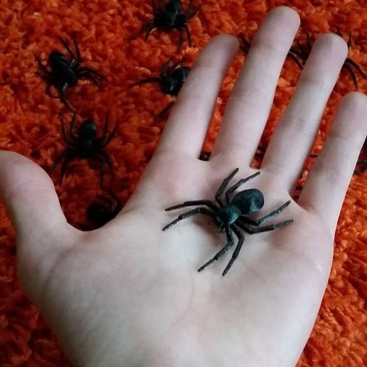 e63983958a37fc216f6fe2c20fbd0a77_display_large.jpg House Spider Fixed