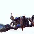 014.jpg Crab, - DOWNLOAD Crab 3d Model - PACK animated for Blender-Fbx-Unity-Maya-Unreal-C4d-3ds Max - 3D Printing Crab Crab