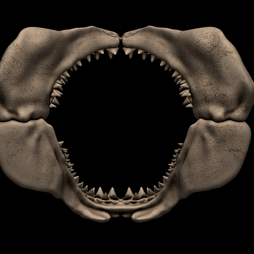 4.png Megalodon Shark Jaw