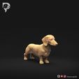 Dachshund-Miniature-Smooth-Haired-Pose-01-Dog-3D-Print-1s.jpeg Dachshund Miniature Smooth Haired Pose 01