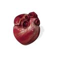 1.jpg HEART ANATOMY HEART EYE THORAX TRACHEA TONGUE PULMON LUNGS KIDNEYS LIVER DOWNLOAD 3D MODEL PRINTING THROAT