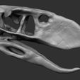 f1.jpg Terror bird skull - Andalgalornis