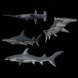 0001.jpg Hammerhead Shark
