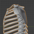 5.png 3D Model of Ribs Cage
