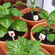 20200611_123641_trim.jpg Mini Chili Peppers Signs - 6 varieties