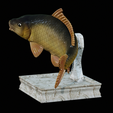 Carp-trophy-statue-13.png fish carp / Cyprinus carpio in motion trophy statue detailed texture for 3d printing