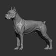boxer8.jpg Boxer dog 3D print model