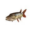 0_00073.jpg PIKE FISH Esox Masquinongy FISH ANIMAL SEA 3D MODEL 3D - FISH Muskellunge MONSTER HUNTER RAPTOR DINOSAUR RAPTOR 3D MODEL