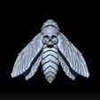 a1a1.jpg Death's Head Hawk Moth wings closed