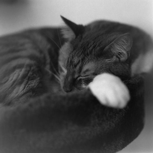 fc6f70d89f43a28bf89fdbfc528d2064_display_large.jpg "UNIVERSAL" Medium Format 120mm Negative Scanner for use with light table