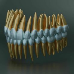 dental-anatomy-and-root-structures-3d-model-0b9da82420.jpg Dental Anatomy and Root Structures