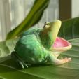 open-mouth_budgett's_frog-03.jpg Rã de Budgett de boca aberta