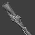 6.png Human Elbow Joint Anatomy — Bones, Ligaments, and Muscle Insertions