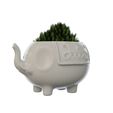 19.jpg Elephant Vase Plant