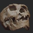 F2.jpg Homo heidelbergensis Skull