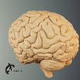 3.png Brain Anatomy STL for Education