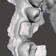 image_2023-04-10_192458527.png Preparation of tooth used for Training Crown Modeling