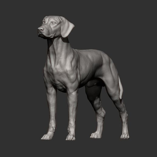 rhodesian-ridgeback10.jpg Rhodesian ridgeback 3D print model