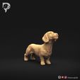 Dachshund-Miniature-Wire-Haired-Pose-02-Dog-3D-Print-1s.jpeg Dachshund Miniatura Pelo de Alambre Pose 02